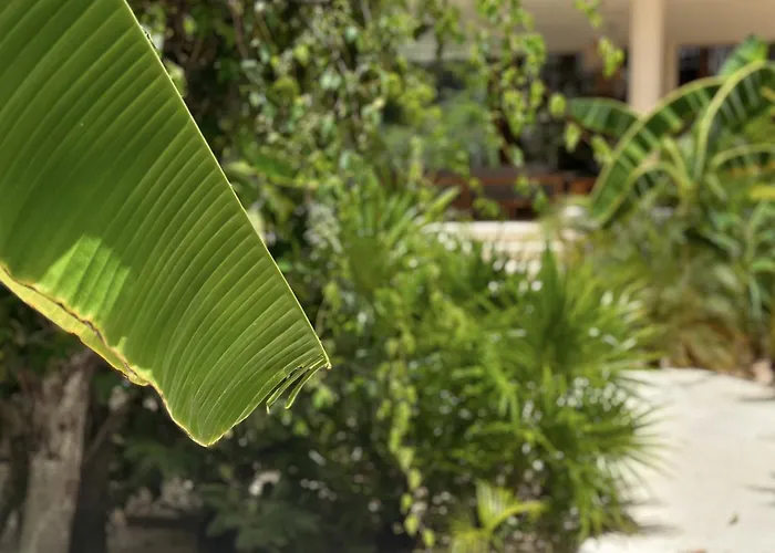 Ophelia Tulum Condo In Aldea Zama